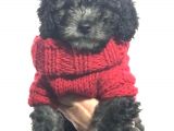 Silver Gümüş Renk Dişi Toy Poodle Yavrumuz