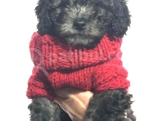 Silver Gümüş Renk Dişi Toy Poodle Yavrumuz görsel