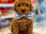 Toy Poodle Red Erkek Yavru