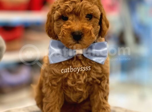 Toy Poodle Red Erkek Yavru