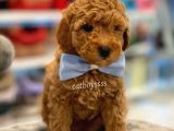 Toy Poodle Red Erkek Yavru