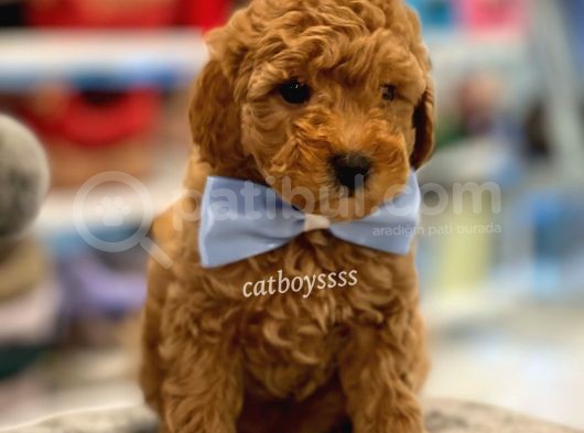 Toy Poodle Red Erkek Yavru görsel
