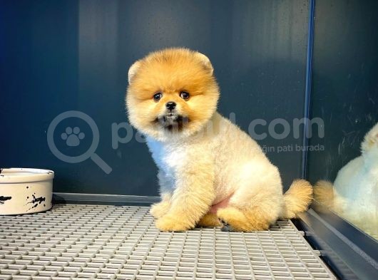 Tüy Dökülmesi Az Olan Pomeranian Yavrularımız görsel