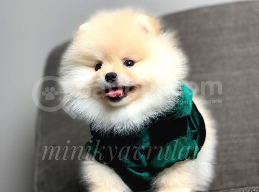 Irk Ve Sağlık Garantili Pomeranian Yavrularımız