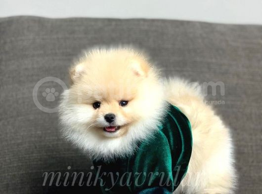 Irk Ve Sağlık Garantili Pomeranian Yavrularımız görsel