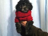 Silver Gümüş Renk Dişi Toy Poodle Yavrumuz