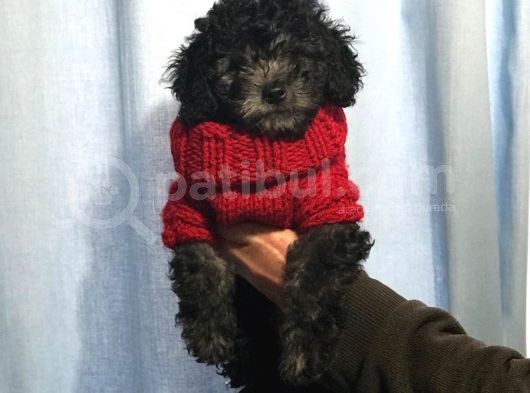 Silver Gümüş Renk Dişi Toy Poodle Yavrumuz görsel