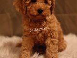 Dark Apricot Toy Poodle Yavrumuz