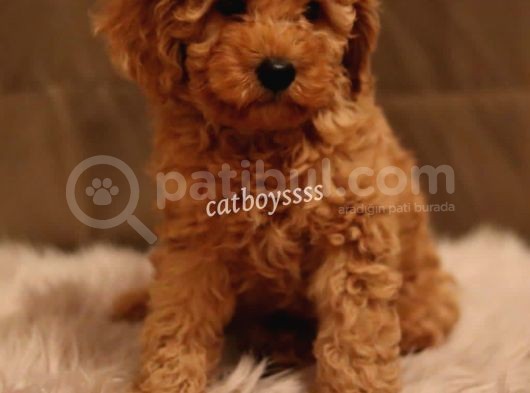 Dark Apricot Toy Poodle Yavrumuz görsel