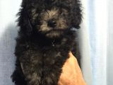 Silver Gümüş Renk Dişi Toy Poodle Yavrumuz