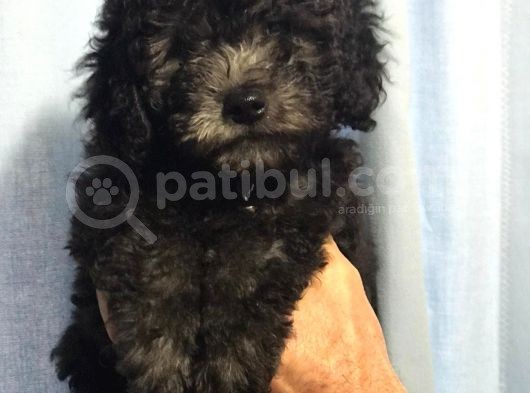 Silver Gümüş Renk Dişi Toy Poodle Yavrumuz görsel