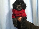 Silver Gümüş Renk Dişi Toy Poodle Yavrumuz