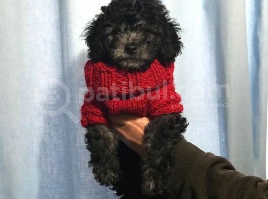 Silver Gümüş Renk Dişi Toy Poodle Yavrumuz görsel