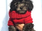 Silver Gümüş Renk Dişi Toy Poodle Yavrumuz