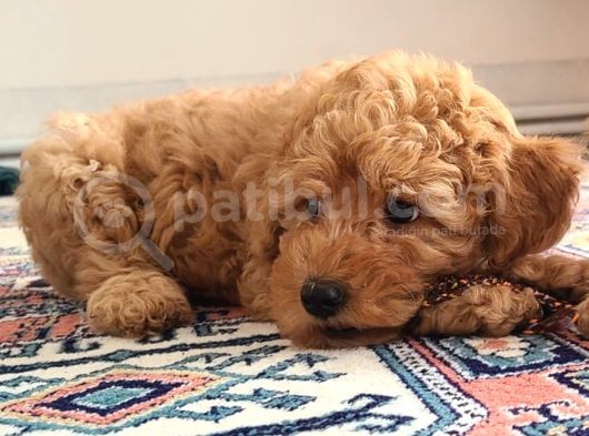 Dark Apricot Toy Poodle Erkek Yavru