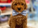 Toy Poodle Red Erkek Yavru