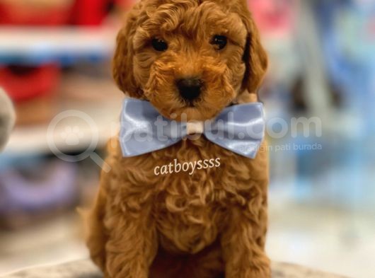 Toy Poodle Red Erkek Yavru görsel
