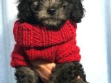 Silver Gümüş Renk Dişi Toy Poodle Yavrumuz