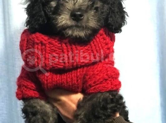 Silver Gümüş Renk Dişi Toy Poodle Yavrumuz