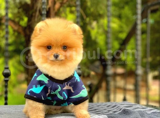 Sahibinden Orjinal Pomeranian Boo görsel