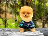 Sahibinden Orjinal Pomeranian Boo