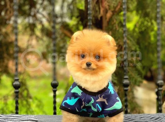 Sahibinden Orjinal Pomeranian Boo görsel