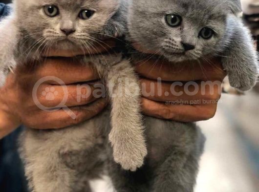 Scottish Fold Yavrularım
