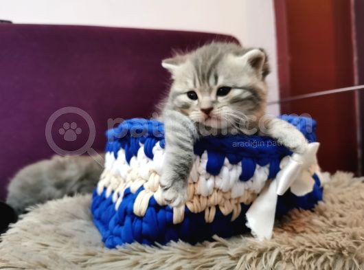 Küçük Bebeklerim Erkek görsel