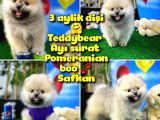 Teddyface Ayı surat Pomeranian Boo Safkan Kızımız