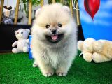 Teddyface Ayı Surat Pomeranian Boo Safkan Kızımız