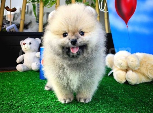 Teddyface Ayı Surat Pomeranian Boo Safkan Kızımız görsel