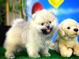 Teddyface Ayı Surat Pomeranian Boo Safkan Kızımız