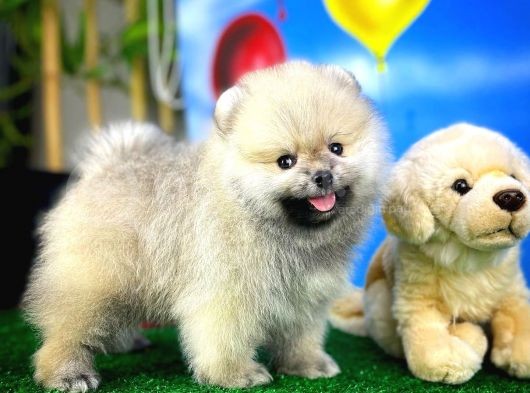 Teddyface Ayı Surat Pomeranian Boo Safkan Kızımız görsel