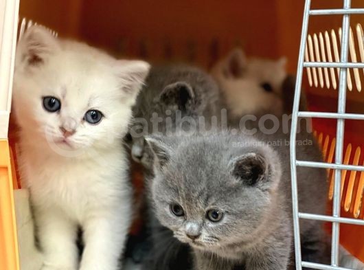 British Shorthair Yavruları