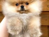 Pomeranian Boo Yavruları