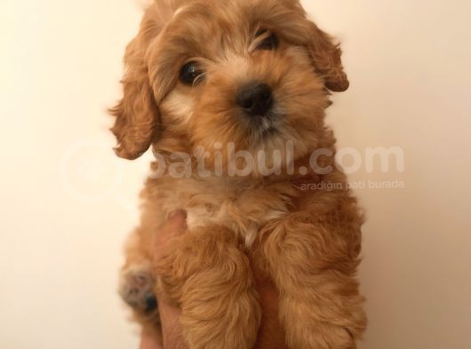 Sağlik Garanti̇li̇ Malti̇poo Yavrular