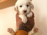 Maltipoo Yavrular