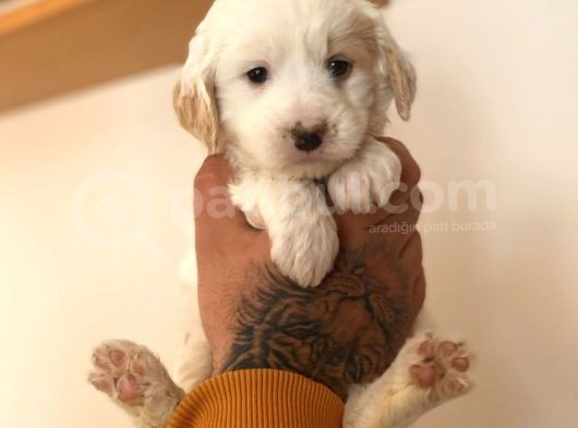 Maltipoo Yavrular