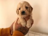 Mi̇ni̇ Malti̇poo Yavrular
