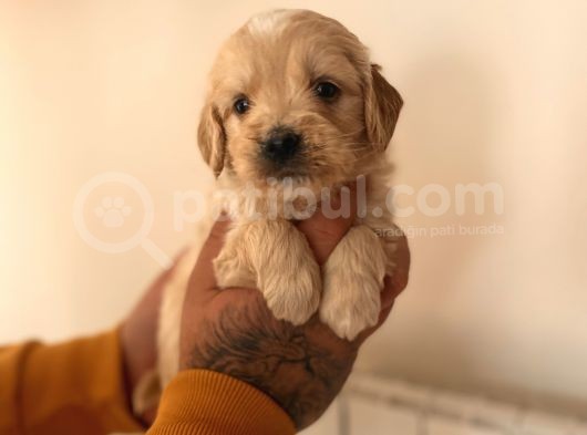 Mi̇ni̇ Malti̇poo Yavrular görsel