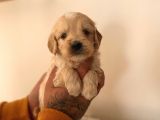 Mi̇ni̇ Malti̇poo Yavrular