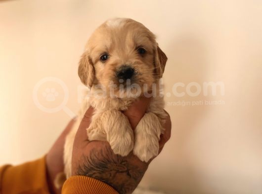 Mi̇ni̇ Malti̇poo Yavrular görsel