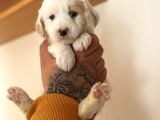 Maltipoo Yavrular