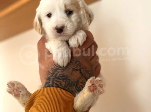 Maltipoo Yavrular görsel