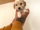 Renk Renk Malti̇poo Yavrular