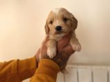 Mi̇ni̇ Malti̇poo Yavrular