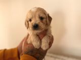 Mi̇ni̇ Malti̇poo Yavrular