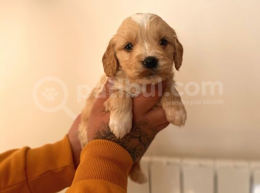 Mi̇ni̇ Malti̇poo Yavrular görsel