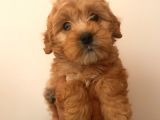 Sağlik Garanti̇li̇ Malti̇poo Yavrular