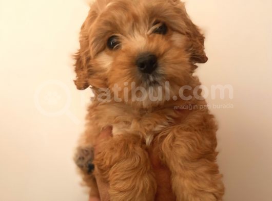 Sağlik Garanti̇li̇ Malti̇poo Yavrular görsel